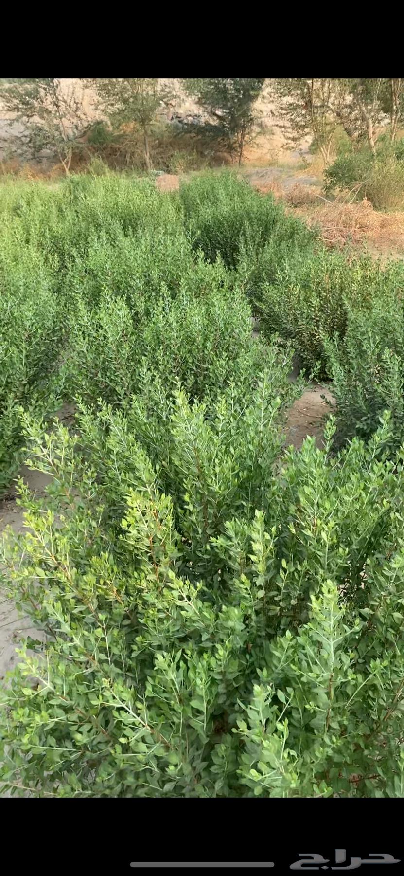 حناء مديني حنى ينبع النخل و ملوخية سدر مشاط64618964783874112