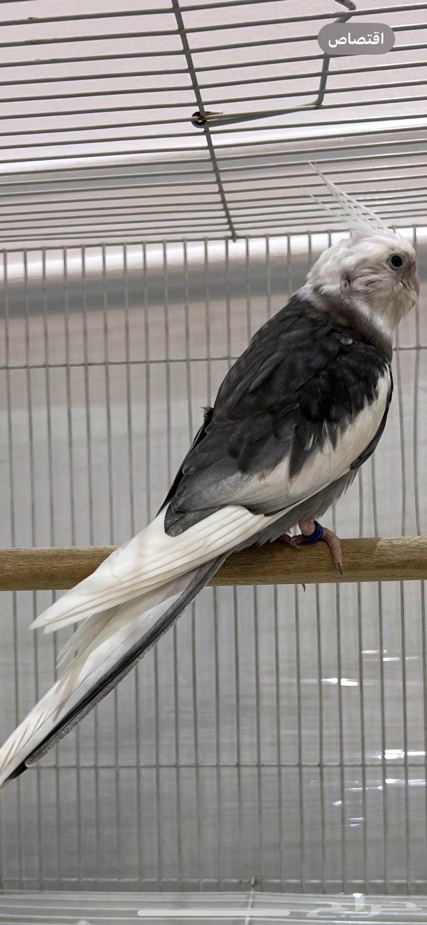 ذكر كروان هولندي تم البيع64621154773378110