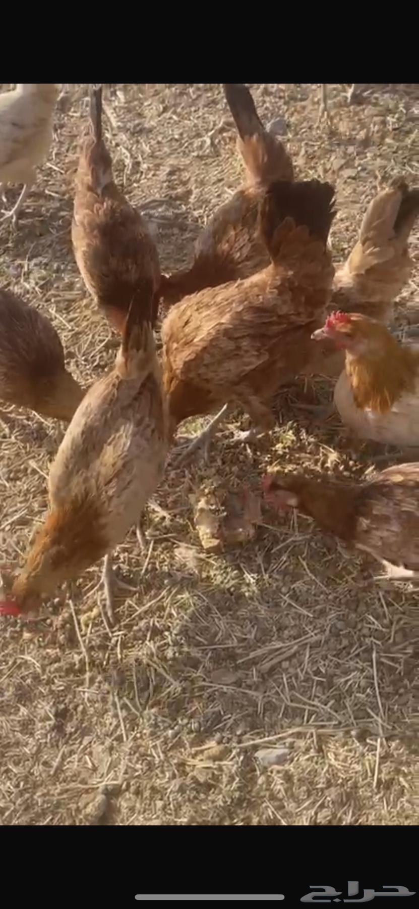 دجاج بلدي بياض64618789609345111