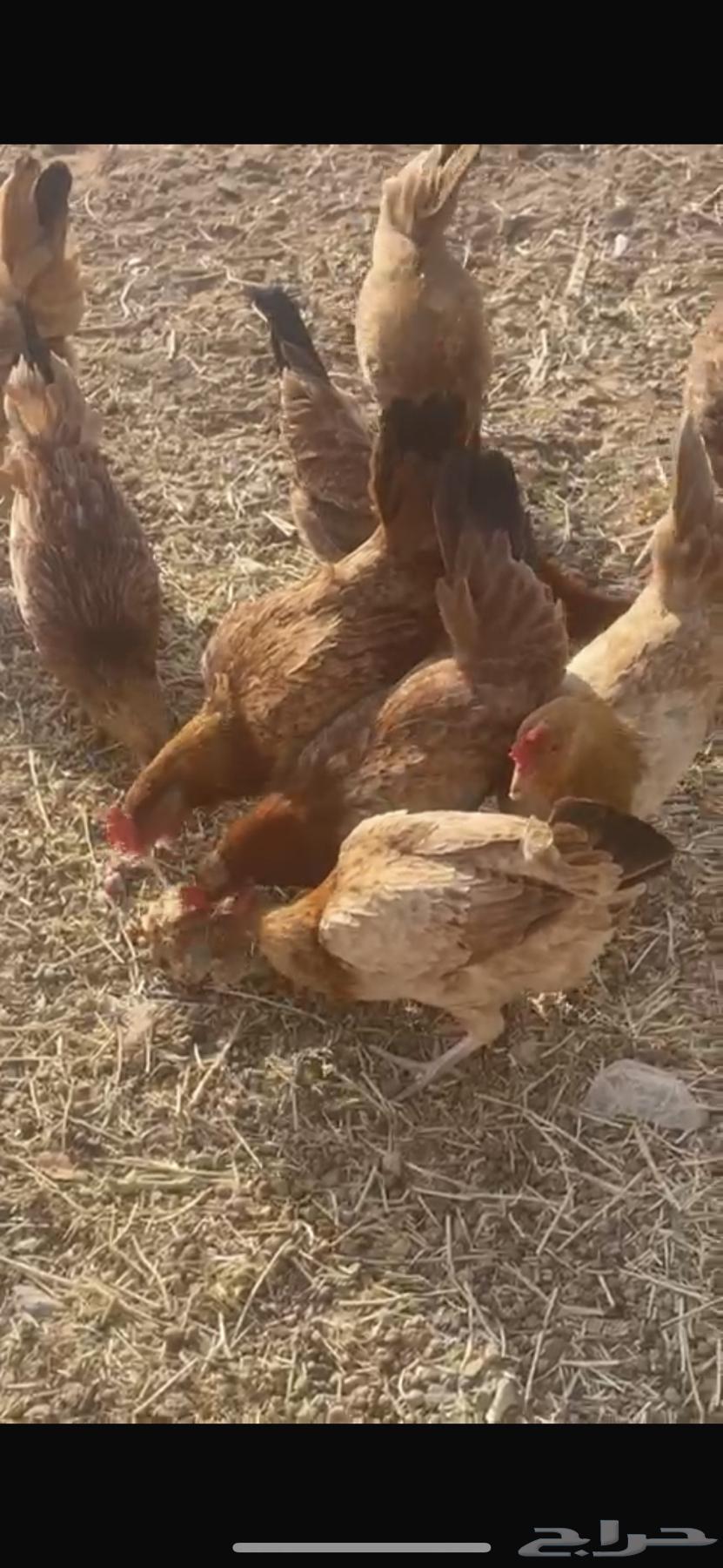 دجاج بلدي بياض64618789609345110