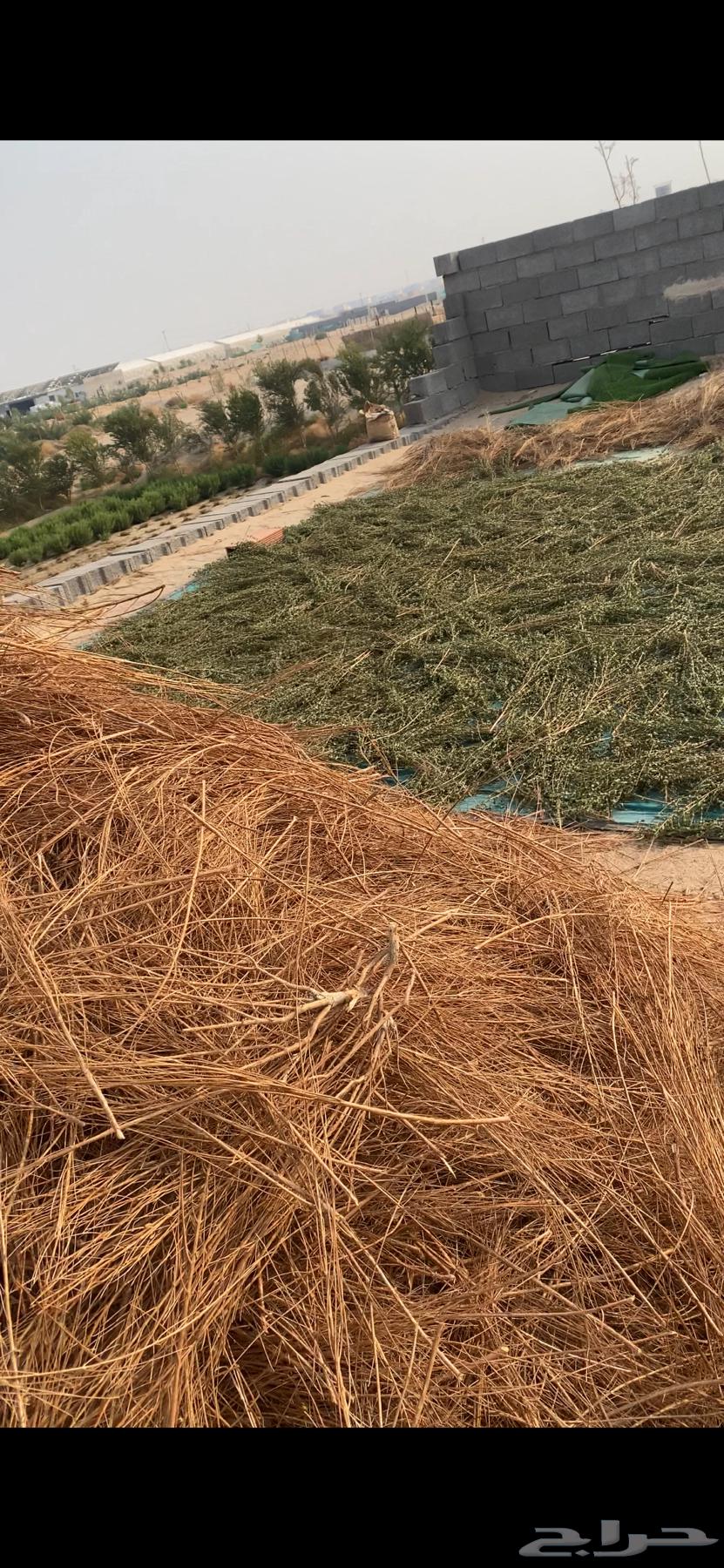 حناء مديني حنى ينبع النخل و ملوخية سدر مشاط64618964783874113