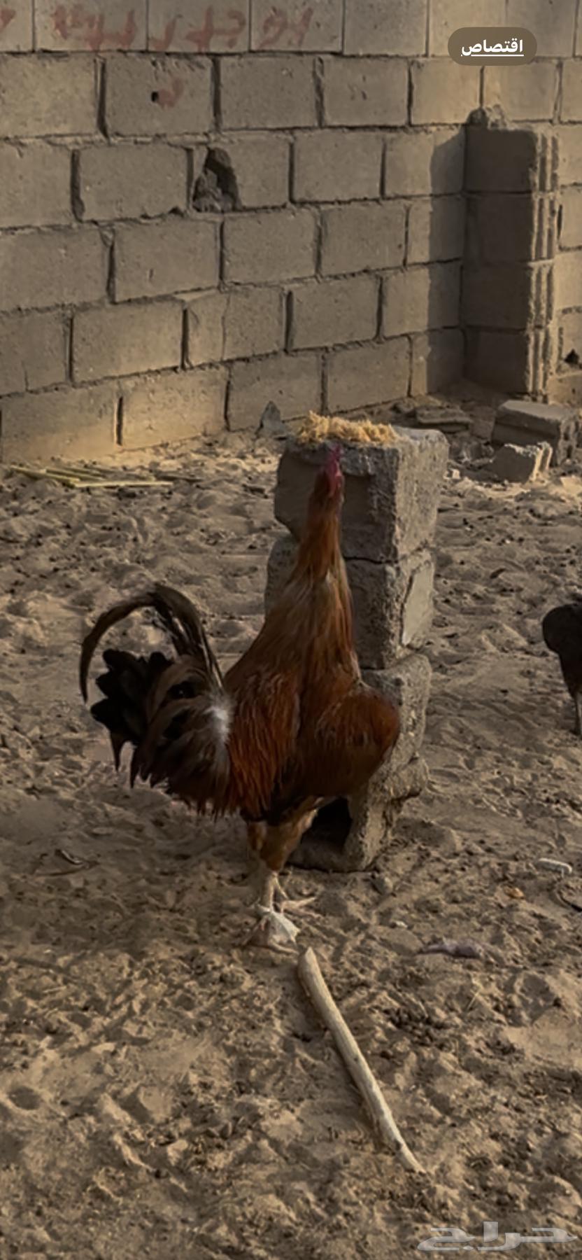 ديك ترثه قديم64620792658946113