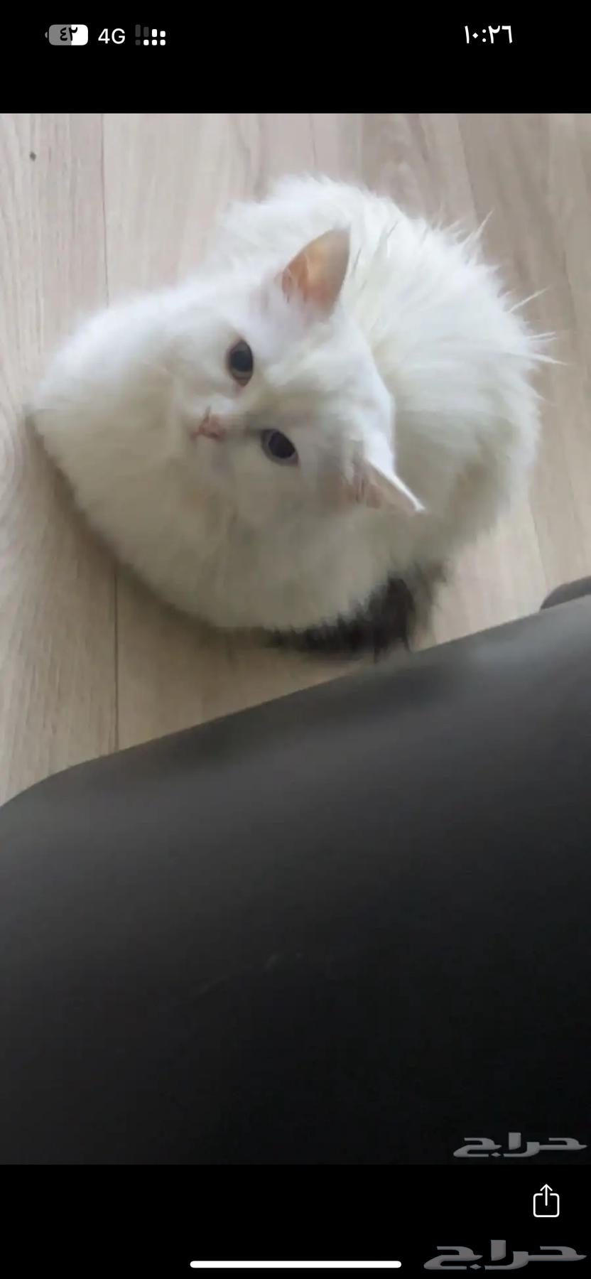 قطه للبيع64619081731074112