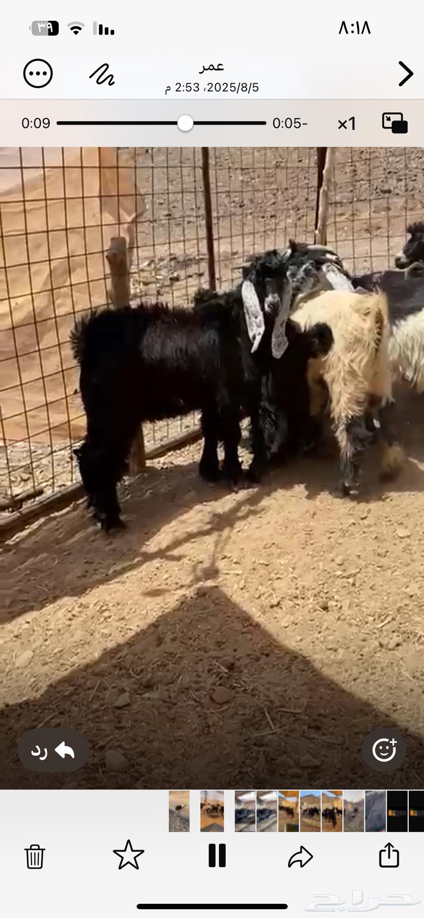 تيوس طيبه64623146728194111