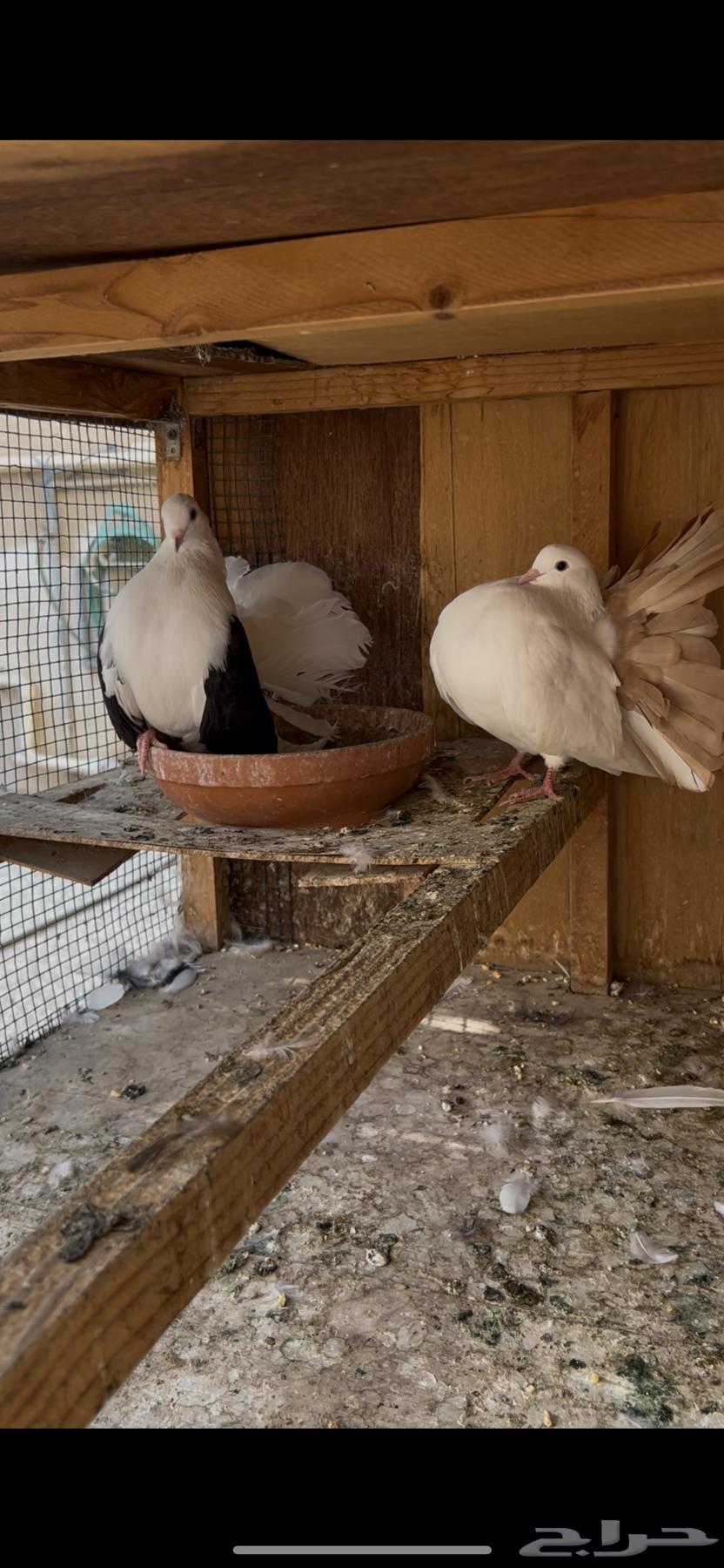 جوز شماسي هولندي64621229823747110