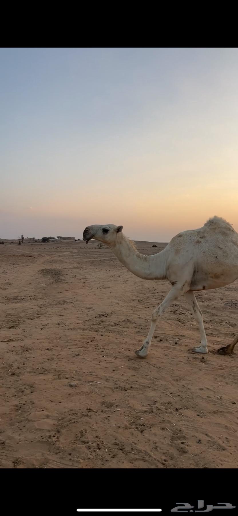 بكره وضحا ضريبه64622724981506110