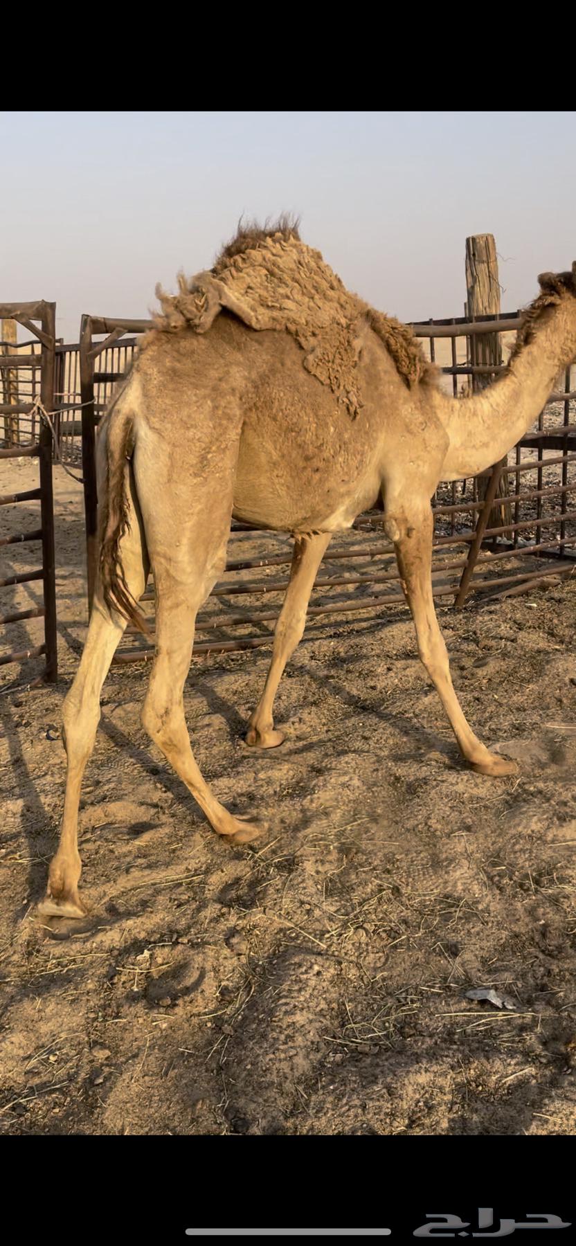 البيع بكره قصابه64622103747843112