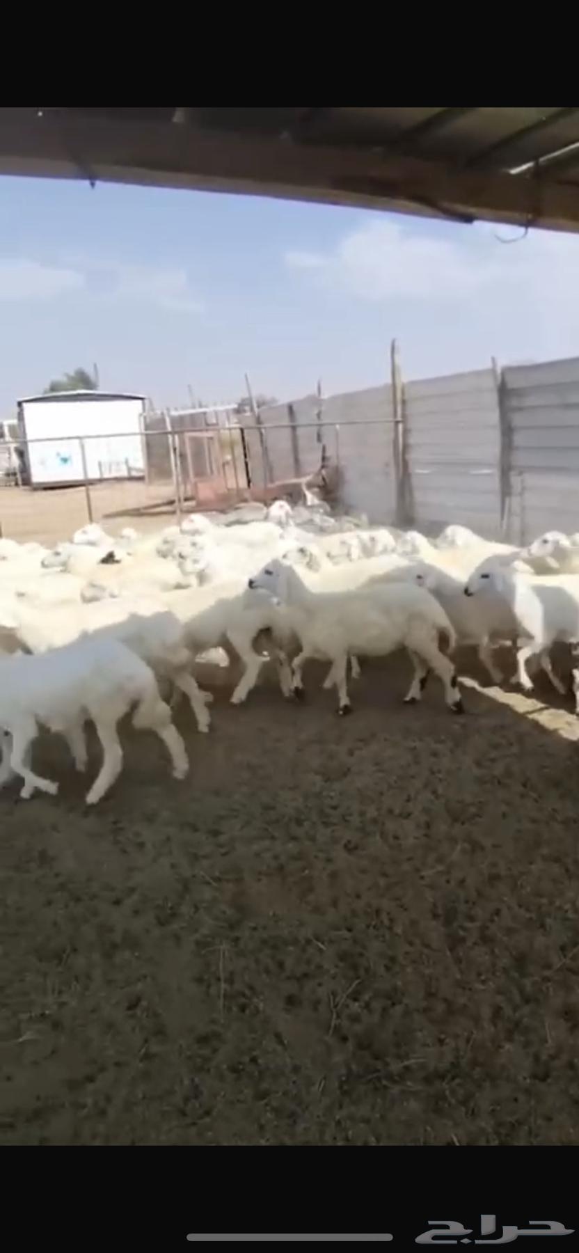 للبيع بهم العدد 5564620104548355110