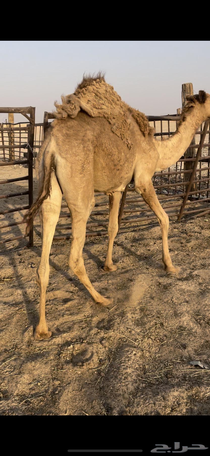 البيع بكره قصابه64622103747843110