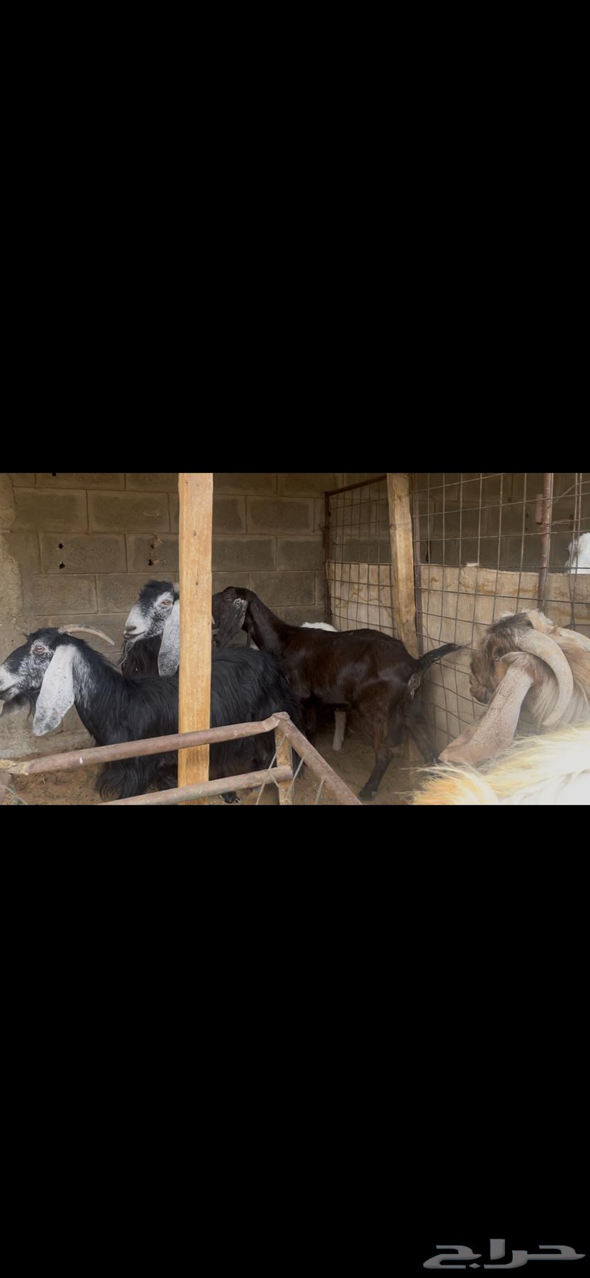 عنز شاميه للبيع..تم البيع64625724741123114