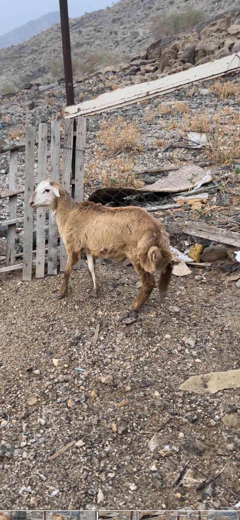 طلي مقفل شحم عمره 4 شهور ونص64618003722113111