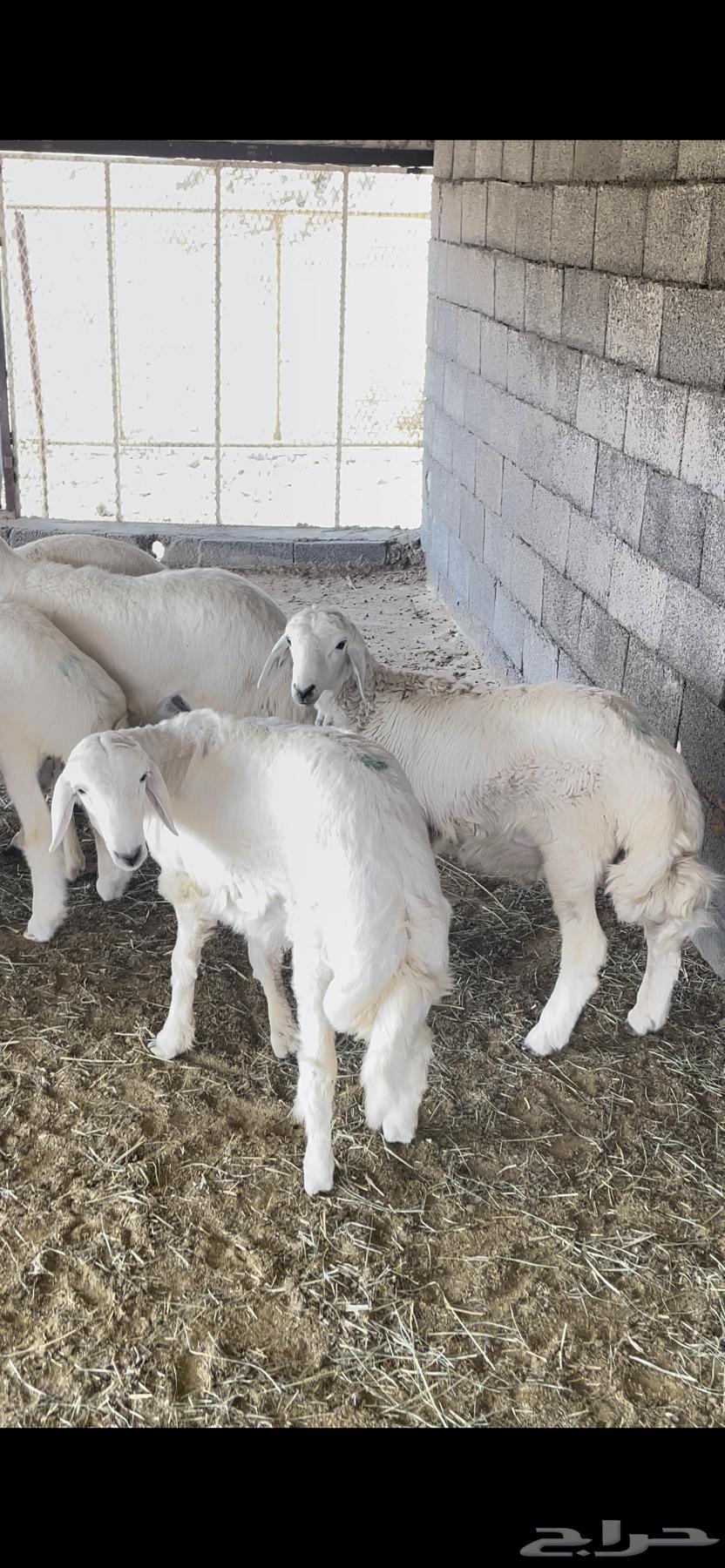 طليان حريات للبيع64621355405571112