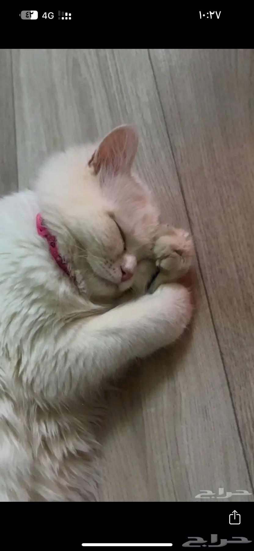 قطه للبيع64619081731074111