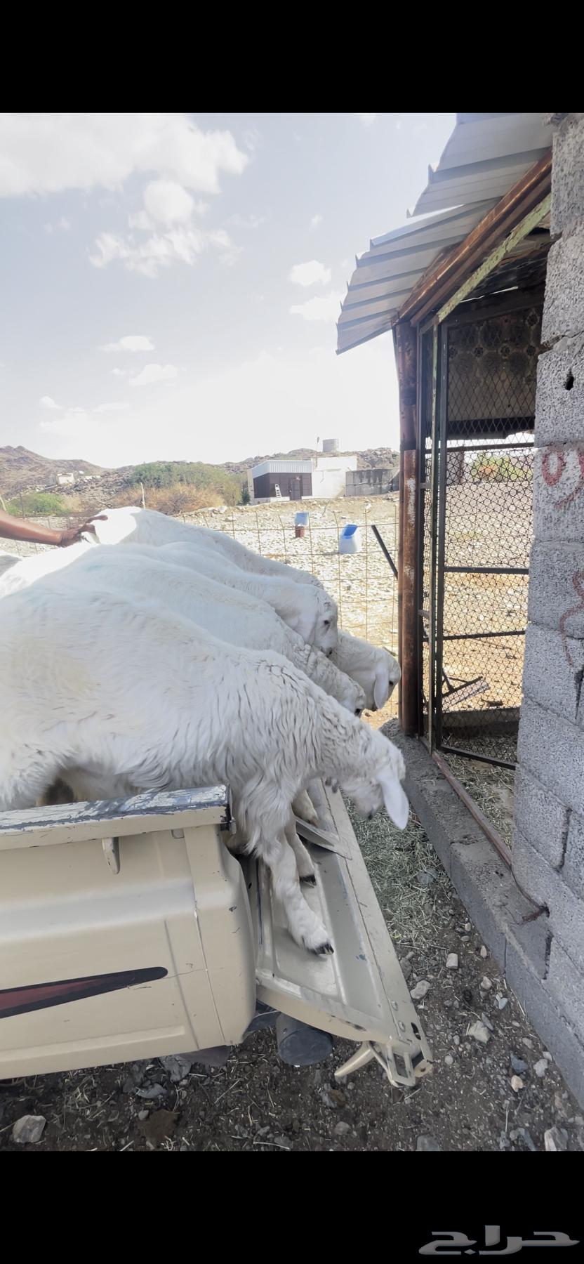 طليان حريات للبيع64621355405571110