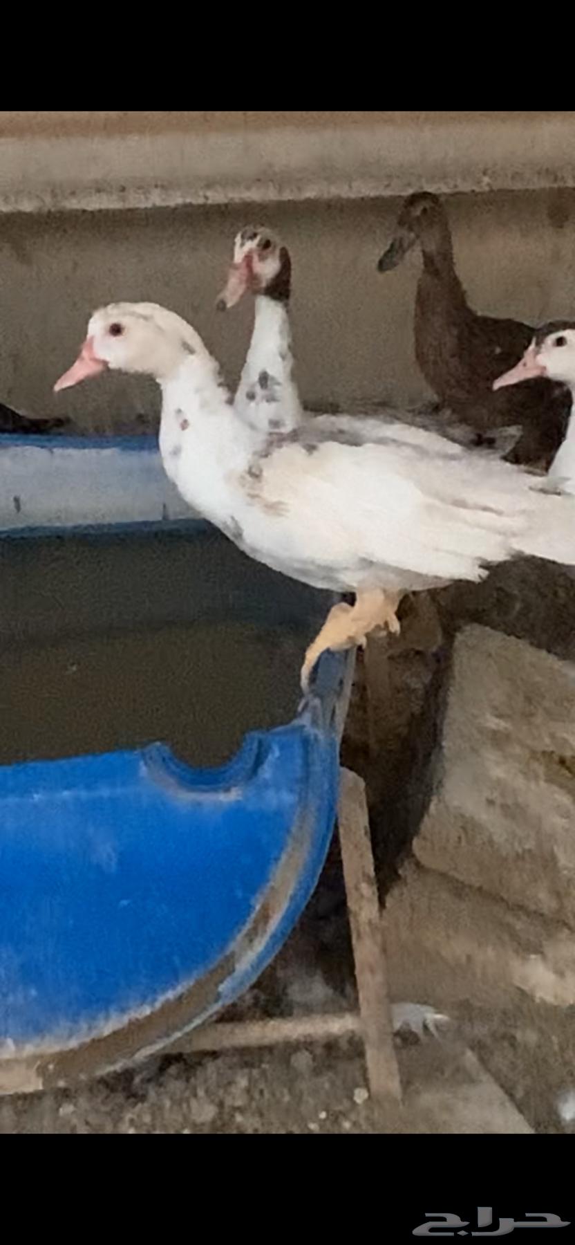 للبيع بط البري الخضيري مصري فاخر64625736742659112