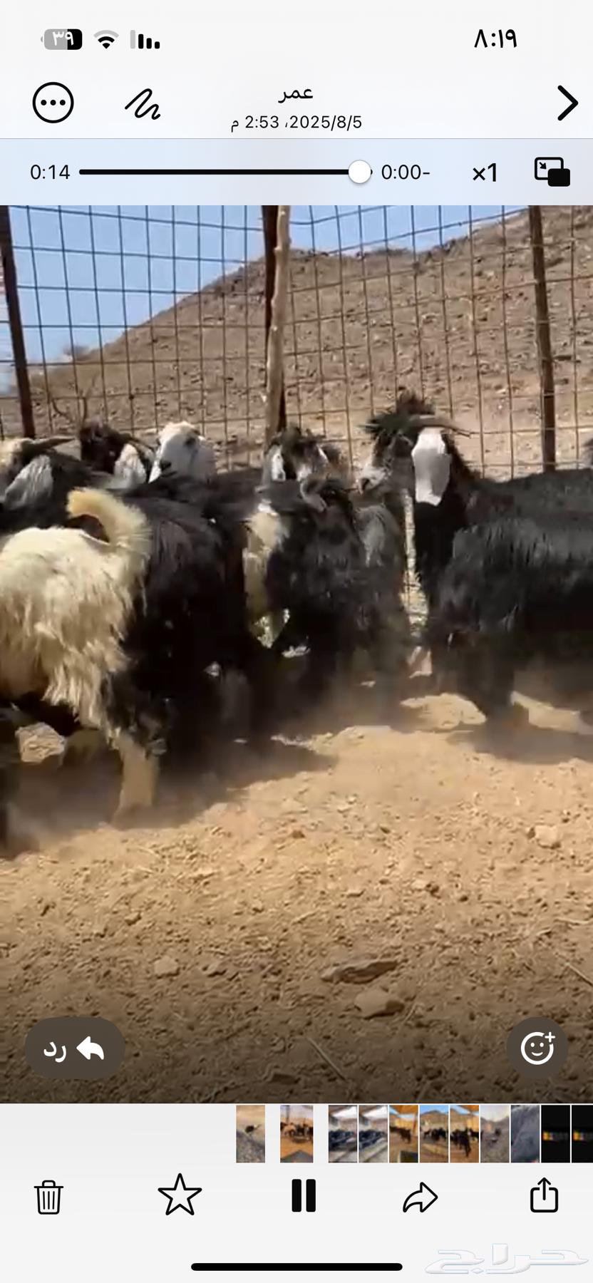 تيوس طيبه64623146728194110