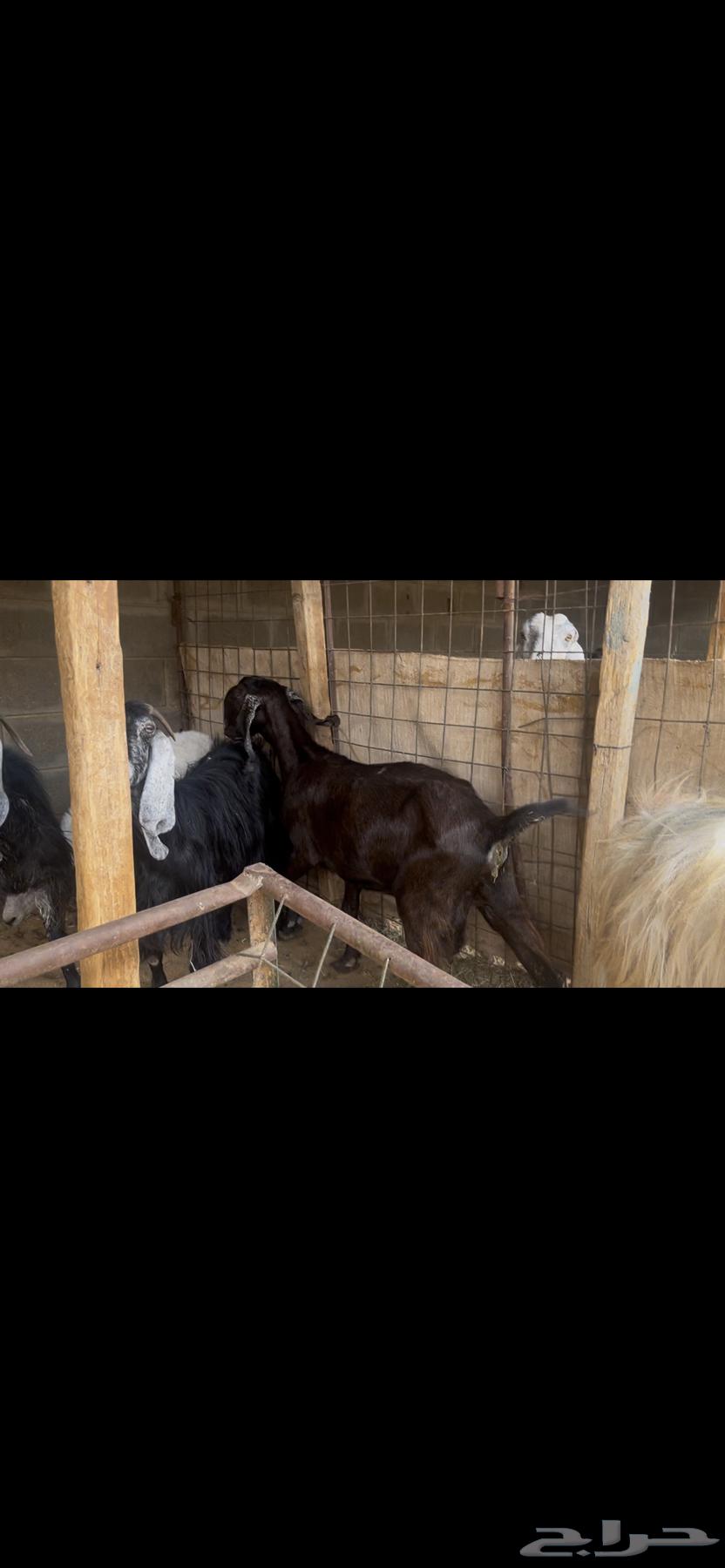 عنز شاميه للبيع..تم البيع64625724741123110