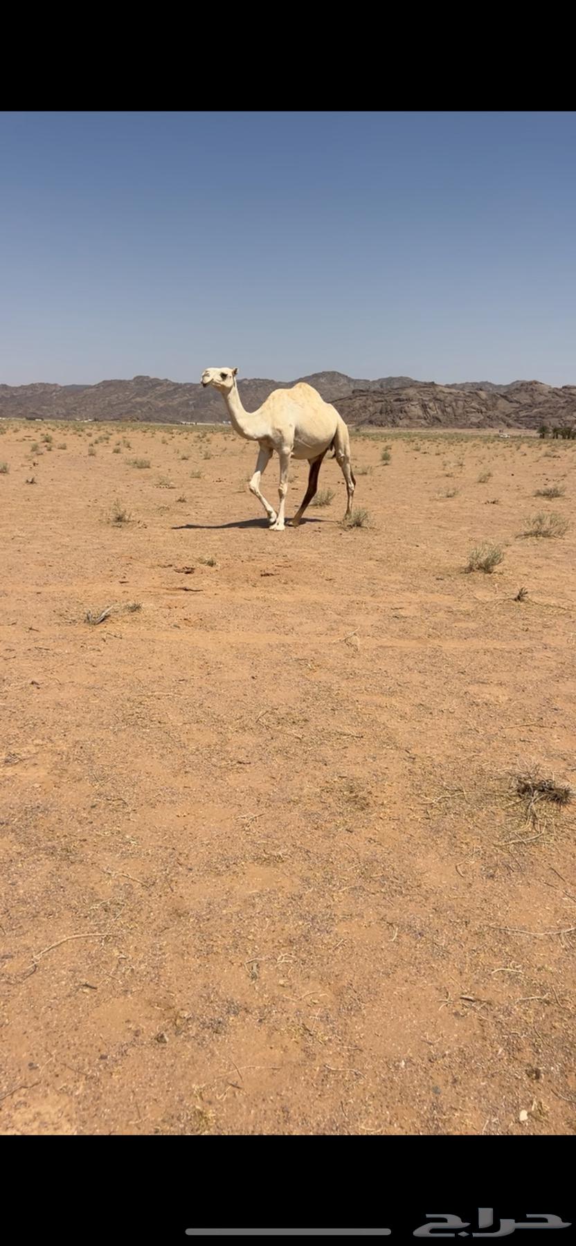 للبيع لقحه كفوو طيبه رمانيه64619580107011110