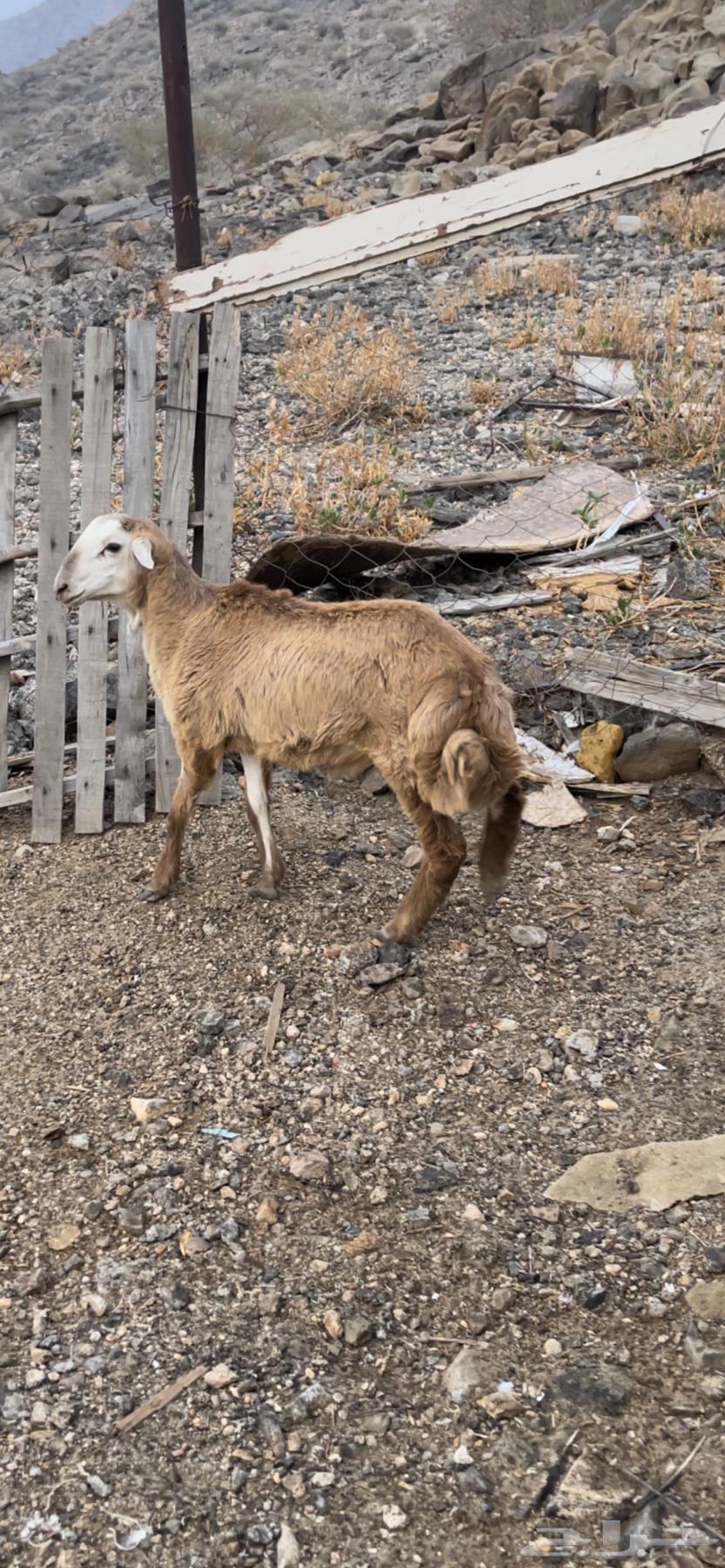 طلي مقفل شحم عمره 4 شهور ونص64618003722113110