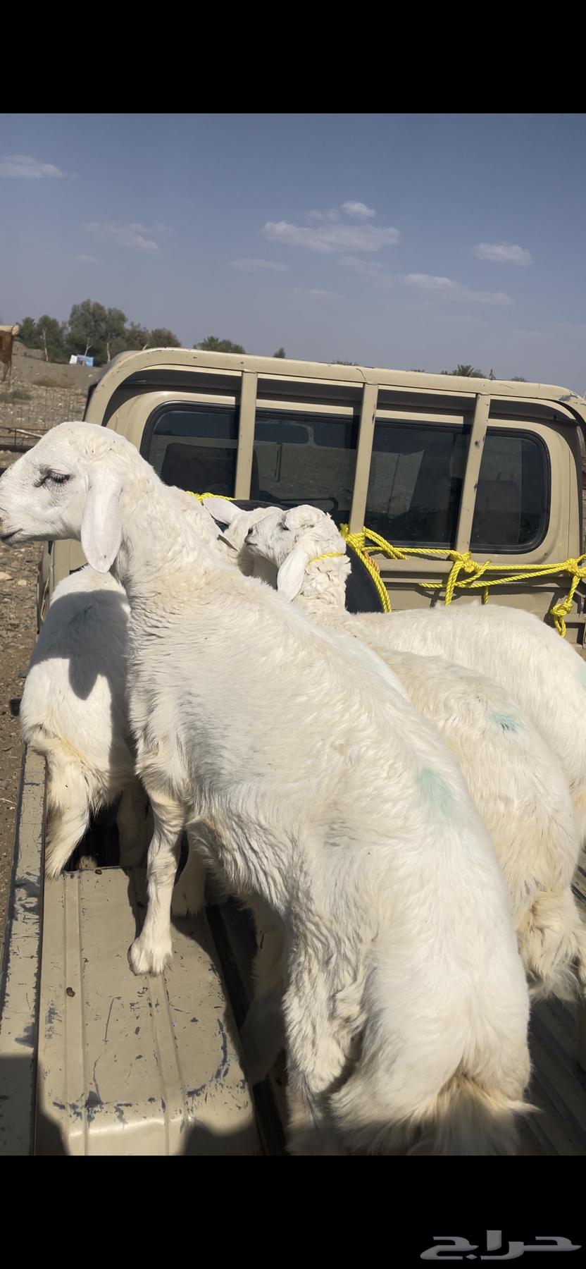 طليان حريات للبيع64621355405571111