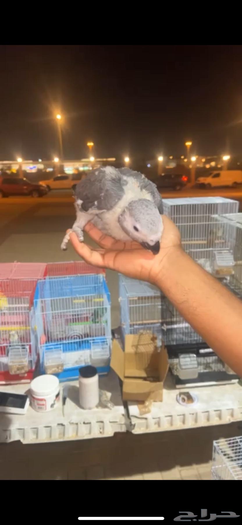 Local Super Broiler Chickens64616802816385114