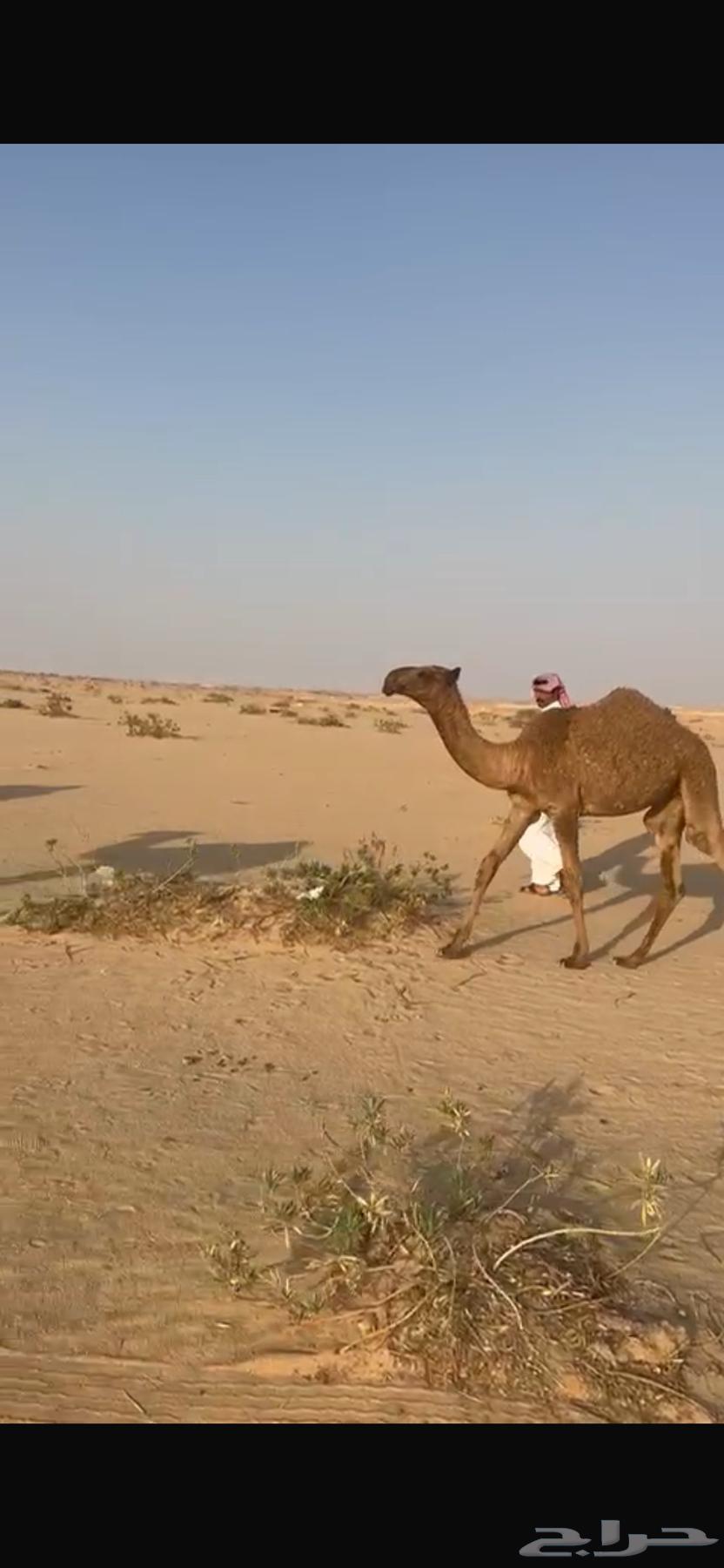 للبيع مفروده64624634153218110