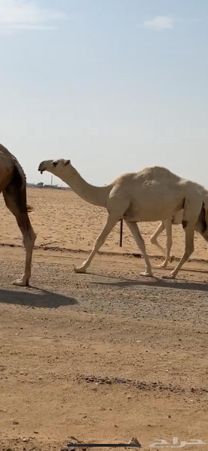 اللبيع بكره لقيه. تماميه64623666666114110