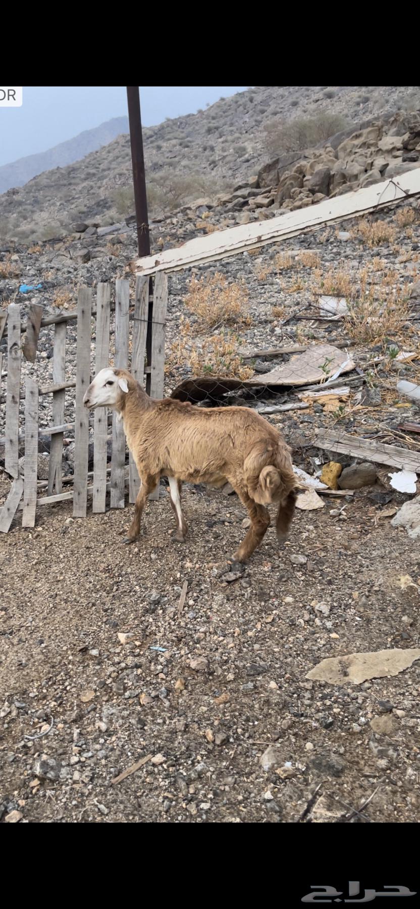 طلي مقفل شحم عمره 4 شهور ونص64618003722113112