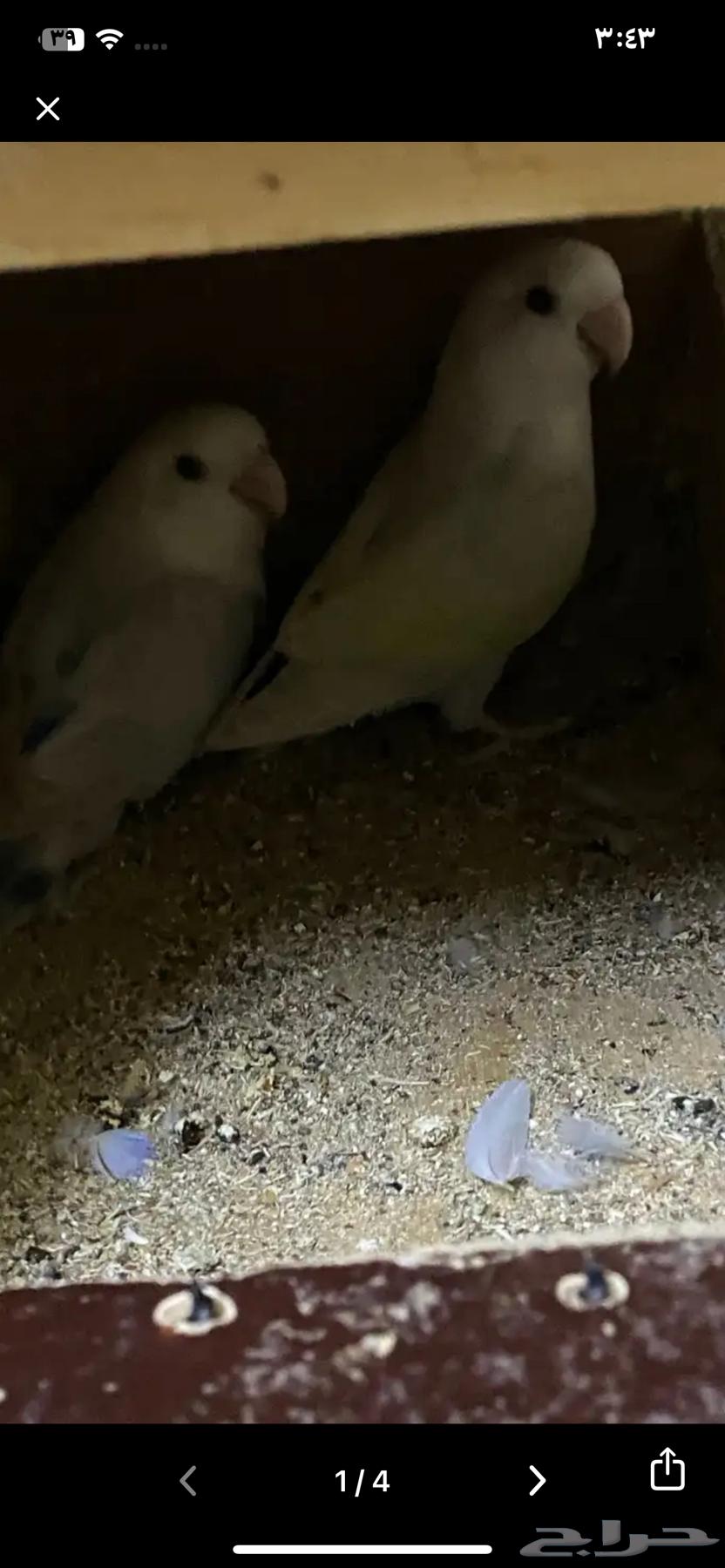 أناثي روز منتجه64485998992898111