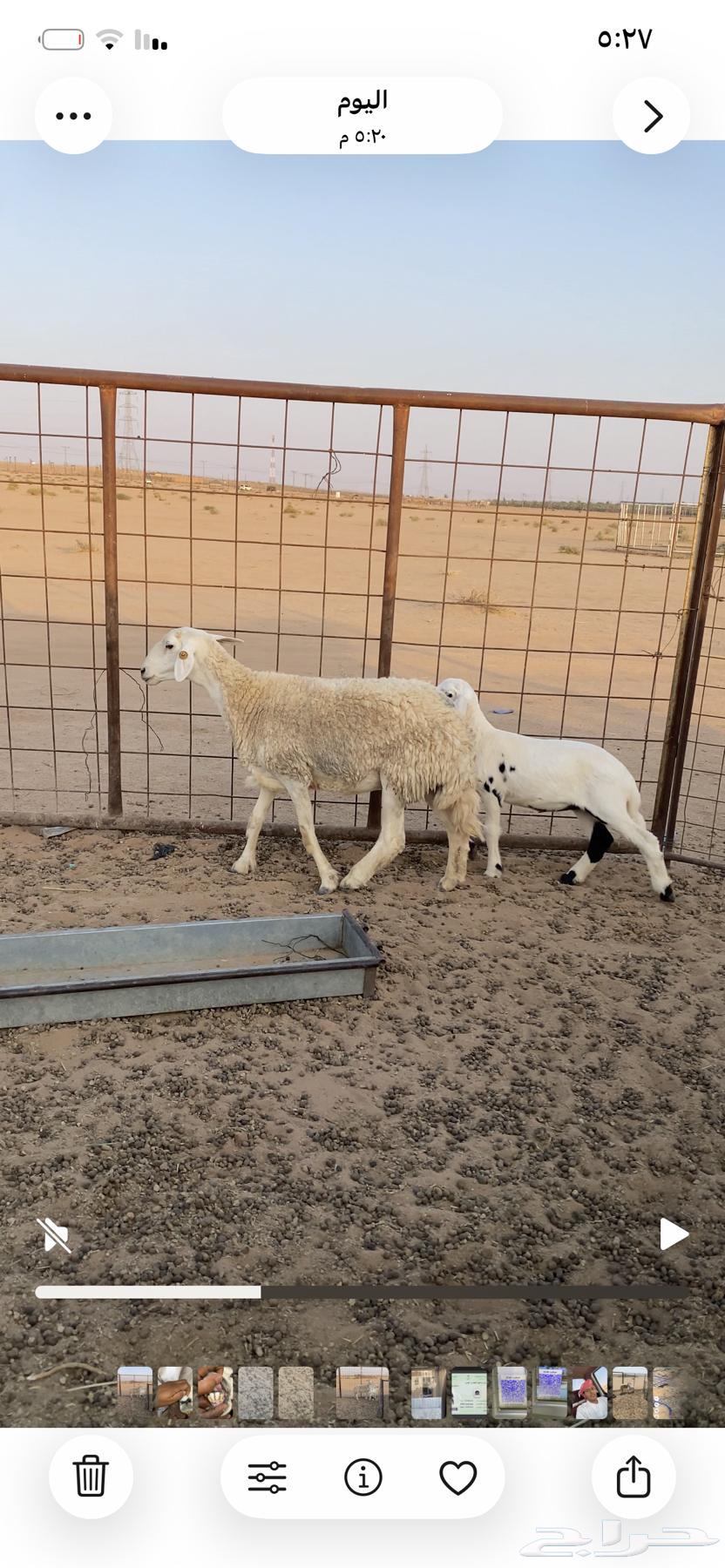 حرية رباعية معها رخل64622438168835111