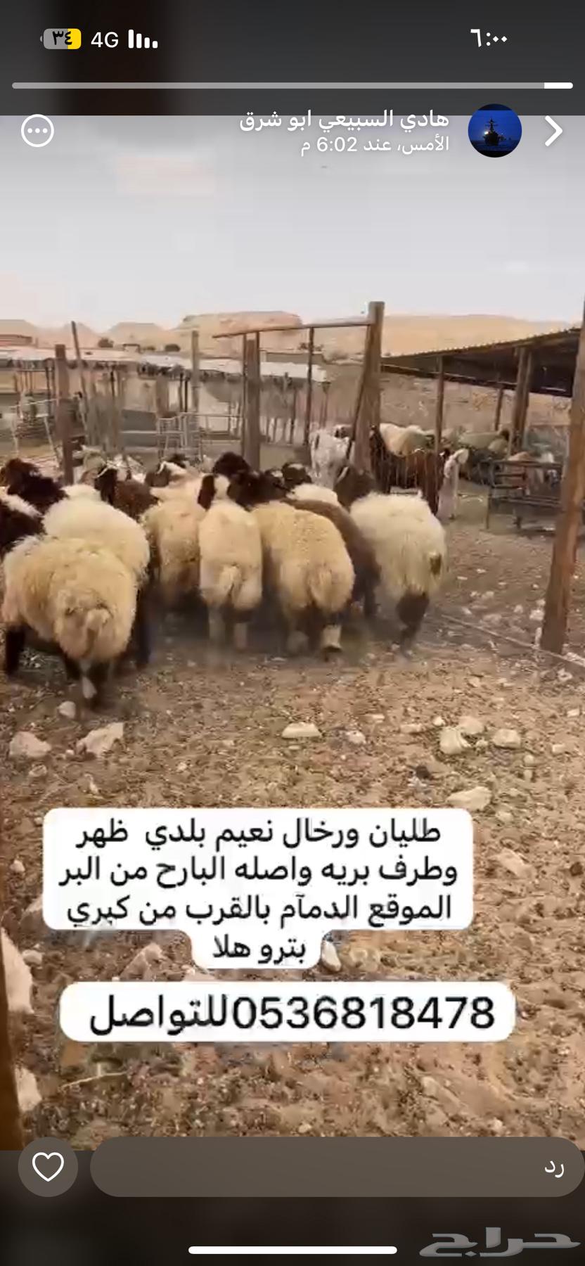 طليان حرية ونعيم64619567604483112