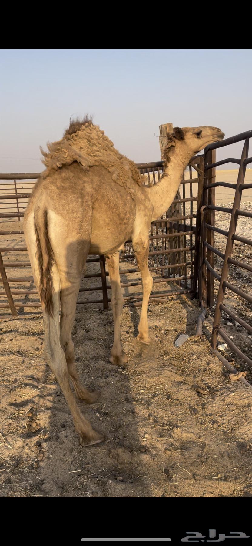 البيع بكره قصابه64622103747843111