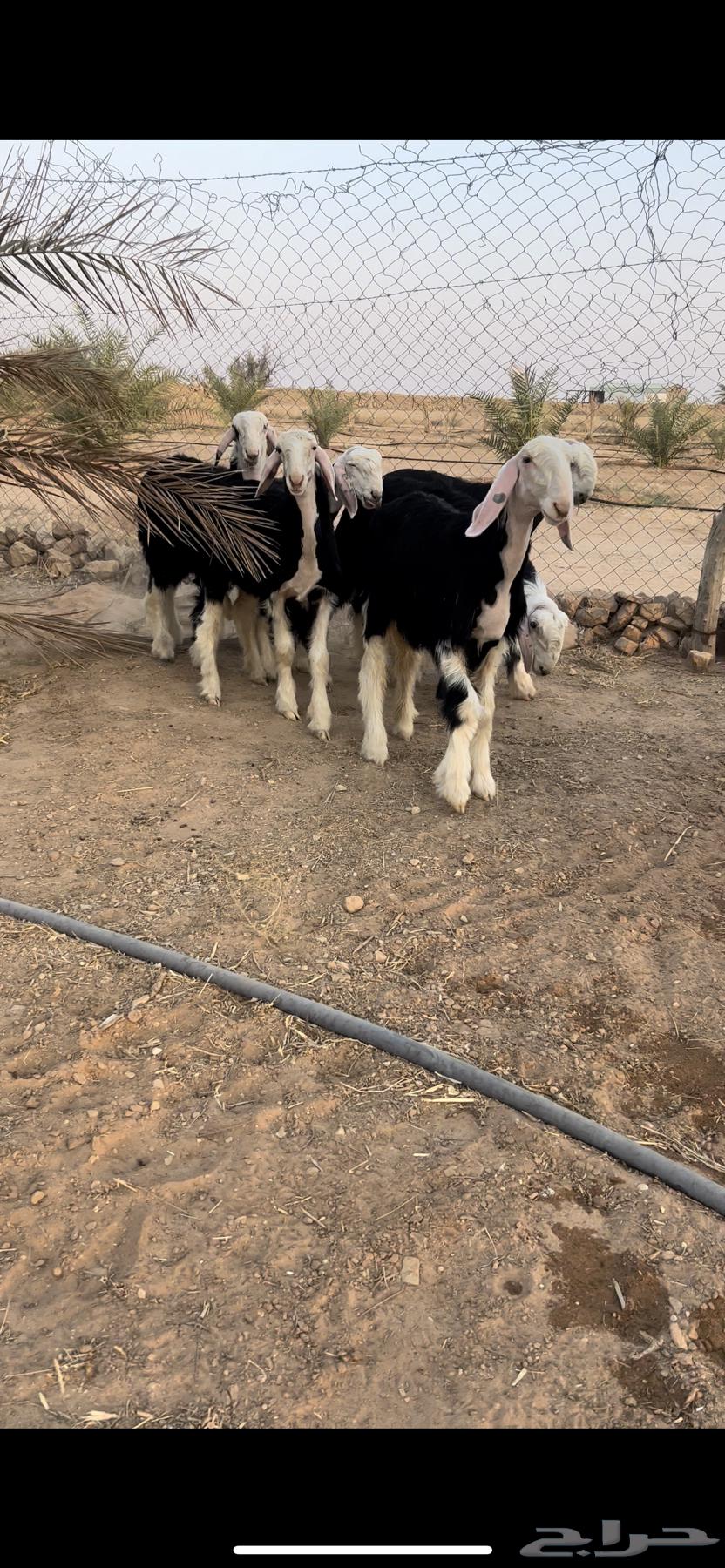 رخال نجد للبيع ( تم البيع )64622687991171111