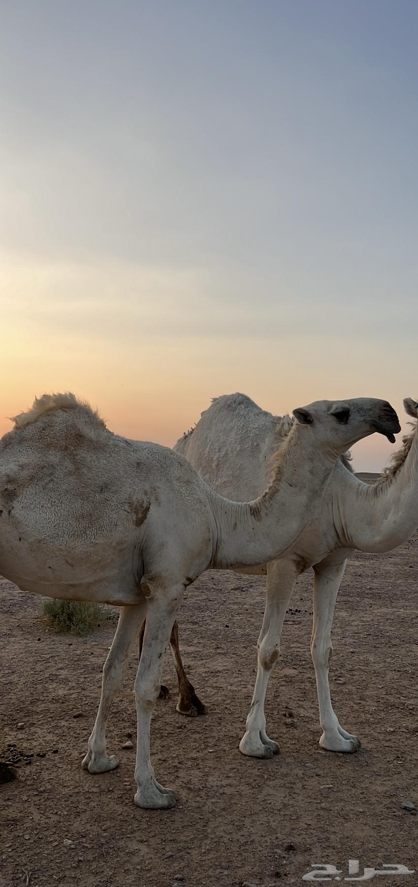 بكره وضحا ضريبه64622724981506111