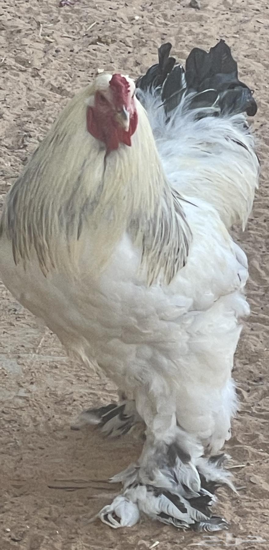 ديك براهما كولمبي صنف الصنف64622302723842110