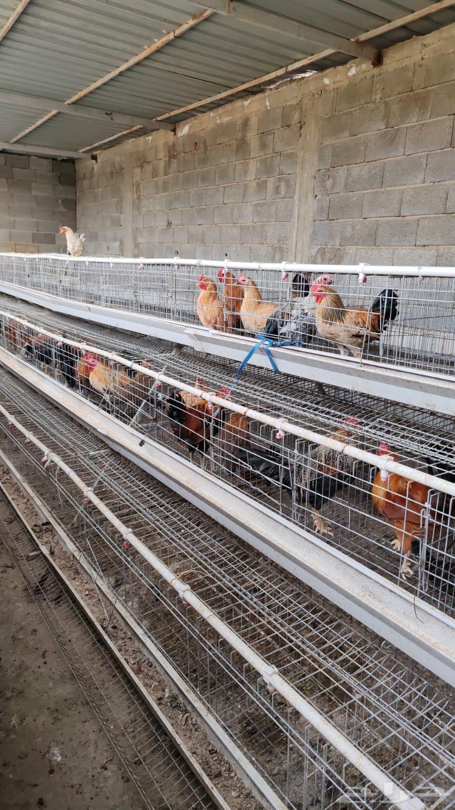 30 ديك للبيع64619267422851113