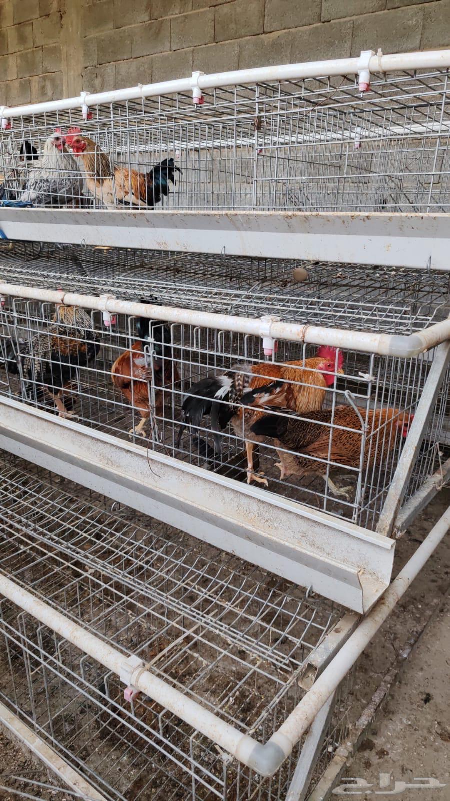 30 ديك للبيع64619267422851112