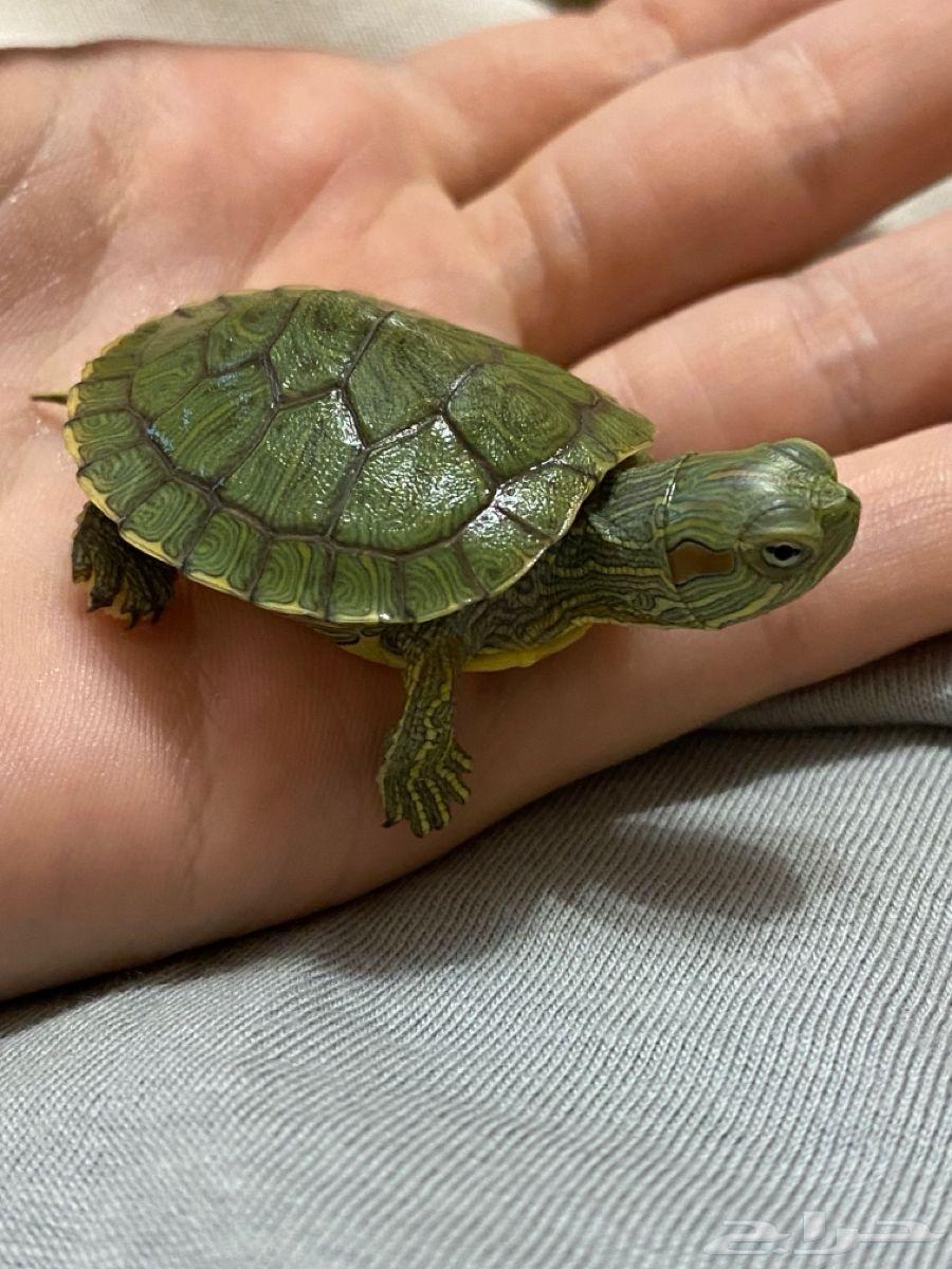 للبيع سلحفاة حمراء الأذن مع مستلزماتها64625099812482112