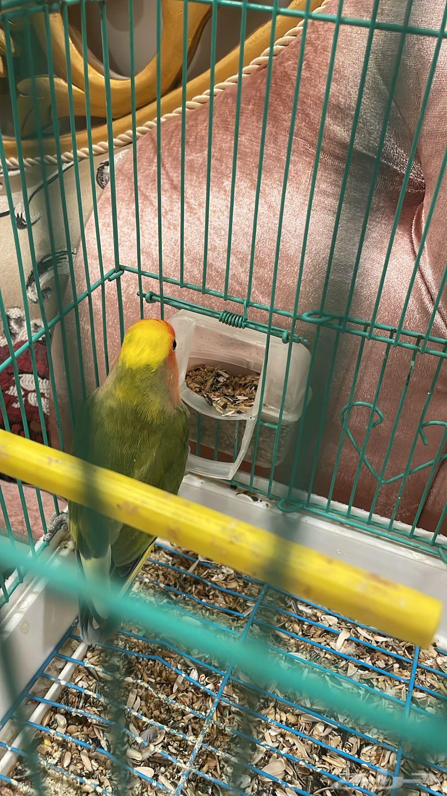 روز انثى للبيع اقبل بدل64621355465730110