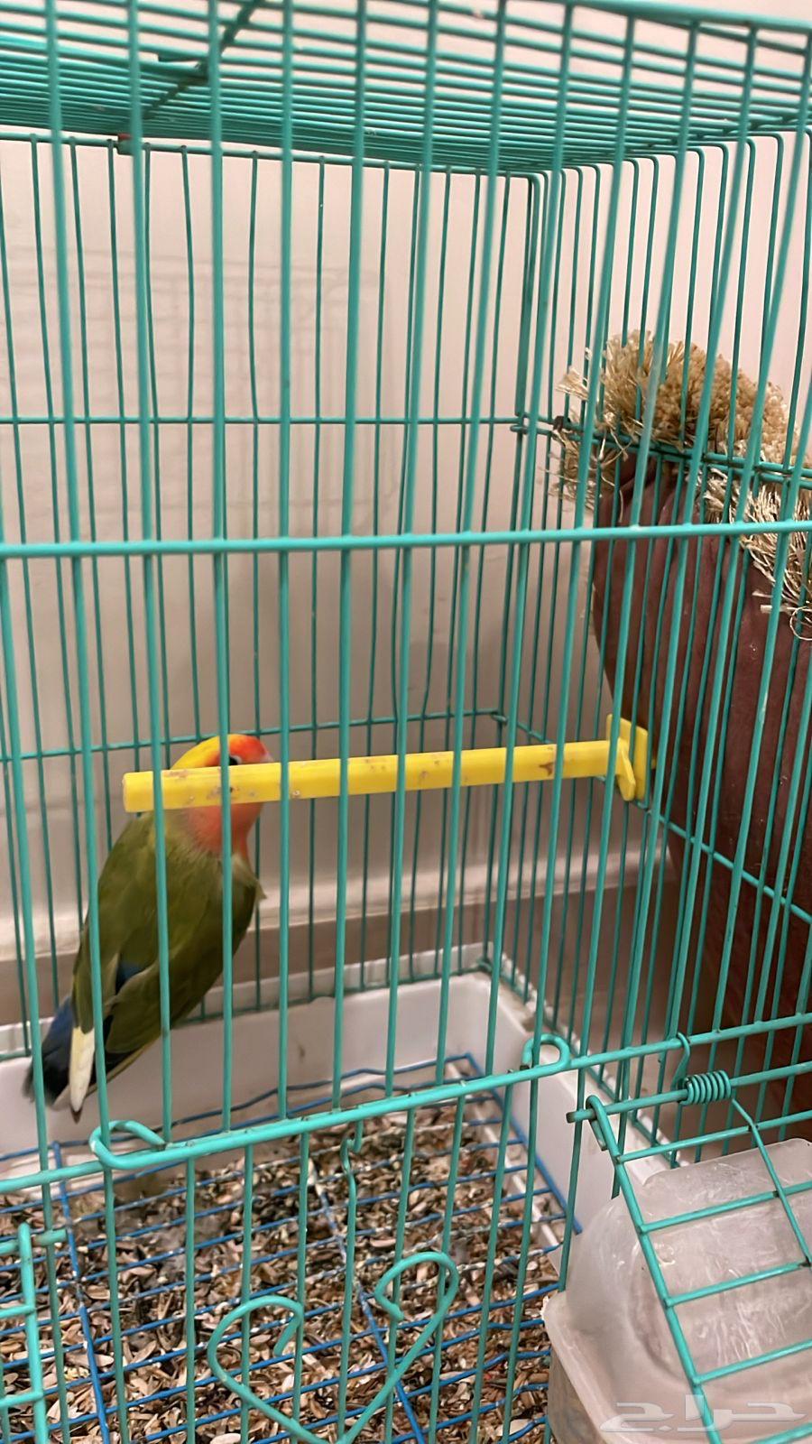 روز انثى للبيع اقبل بدل64621355465730111