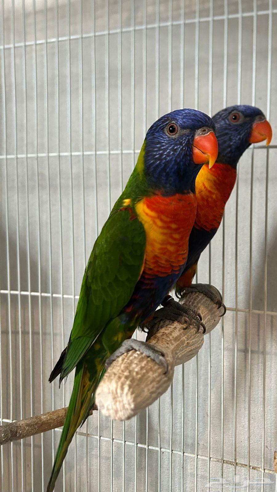 Masha'Allah Lori Rainbow64624989684866110