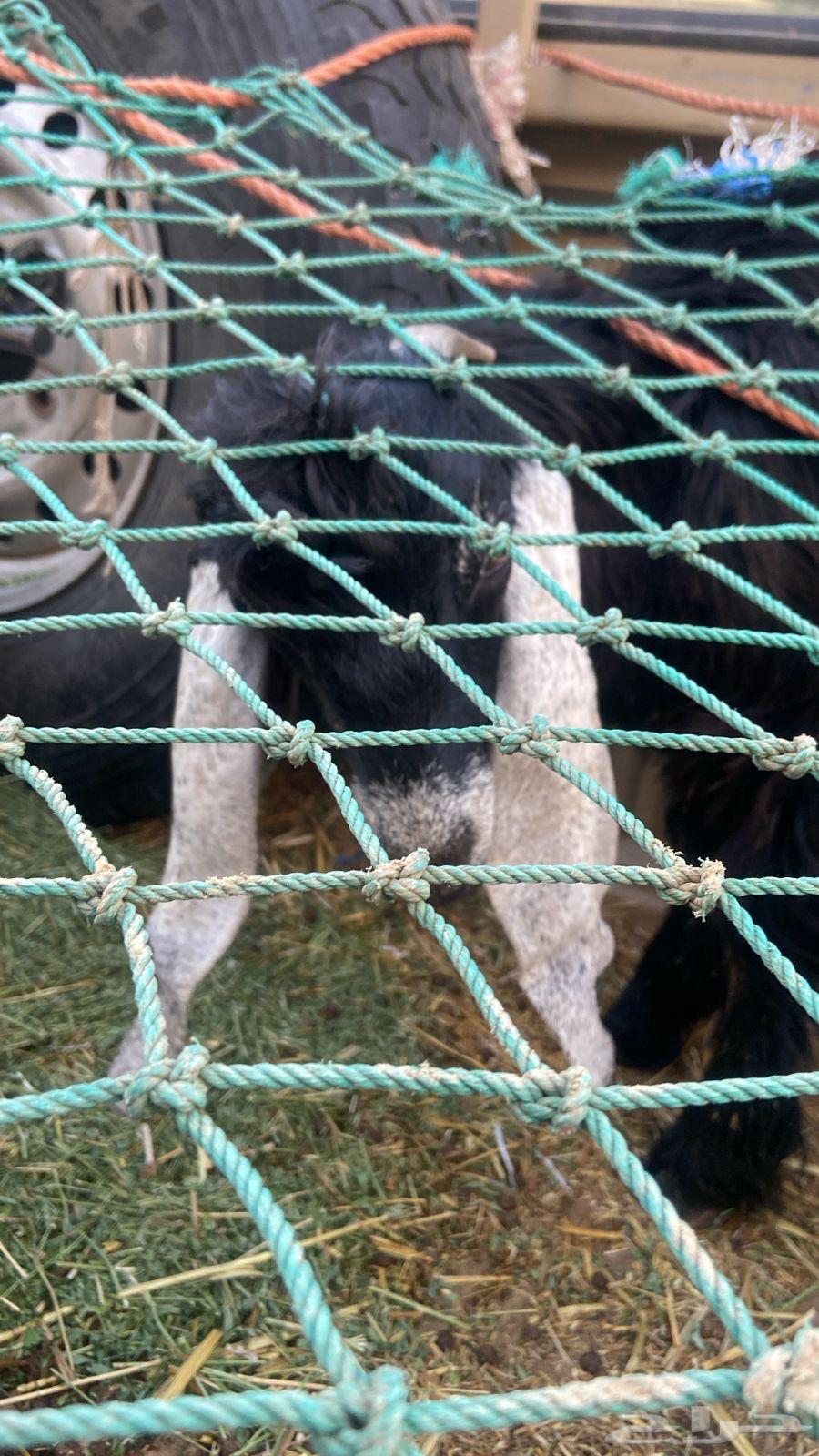 حياكم الله عملائنا الكرام ذبايح خرفان - رخال - تيوس64618514520067111