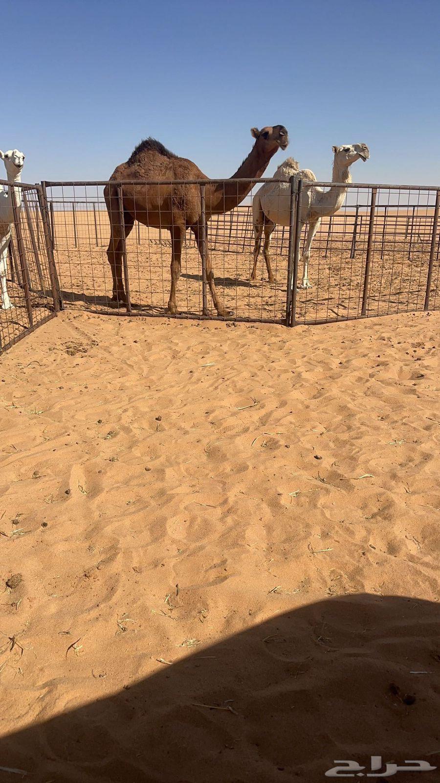 للبيع بكره حقه حمراء كفو جدا باتليه عظم طويله64618764609921111