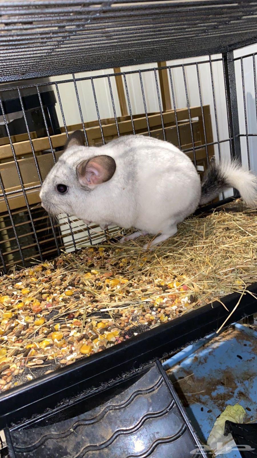 جوز شنشلا للبيع64588557250050113