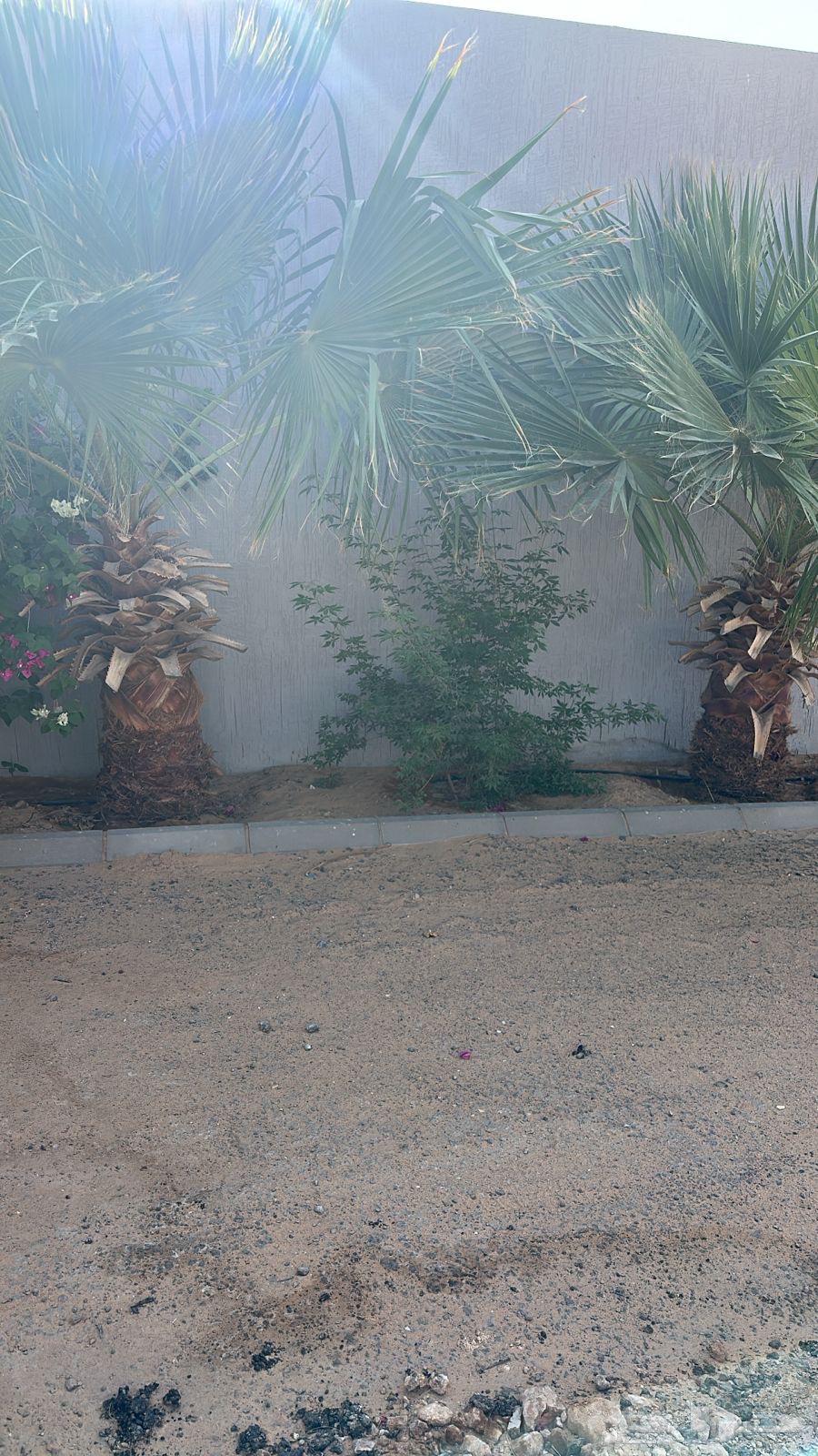 نخل واشنطني64621829454337112