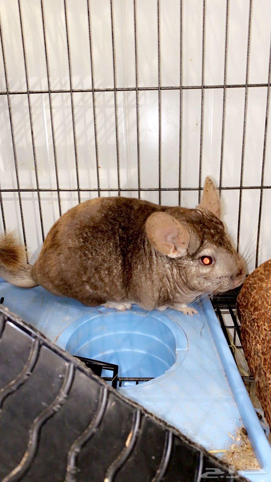 جوز شنشلا للبيع64588557250050114