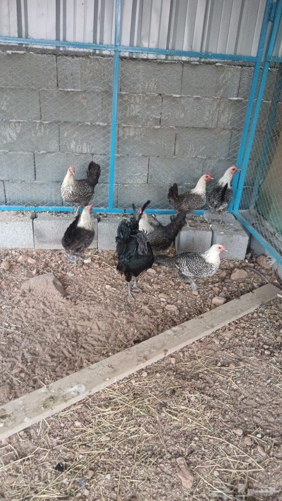 ديك اندونيسي64543591455745111