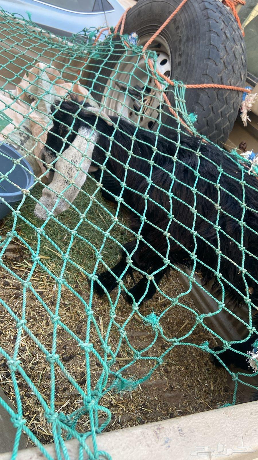 حياكم الله عملائنا الكرام ذبايح خرفان - رخال - تيوس64618514520067110