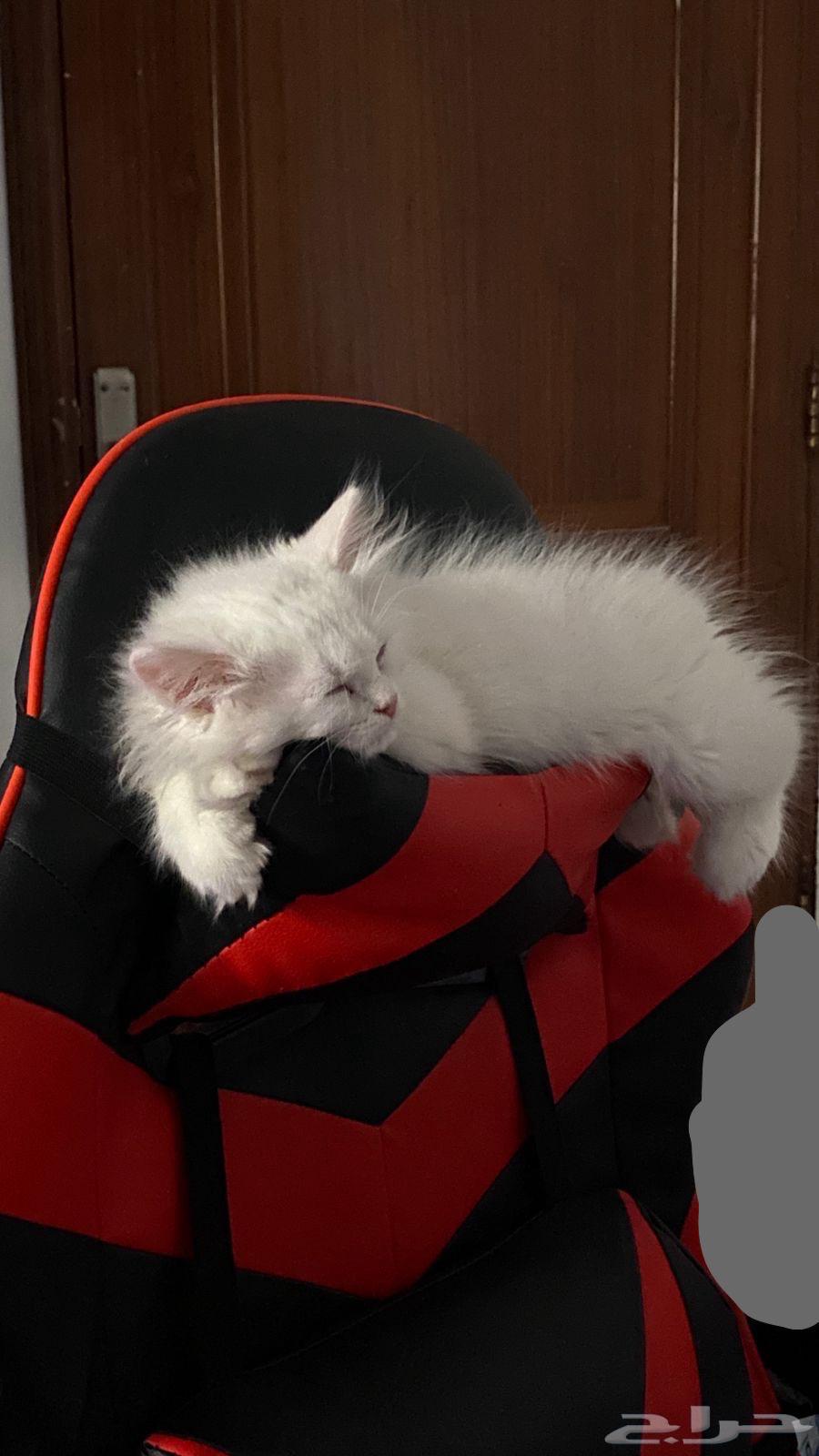 قط شيرازي ذكر العمر ثلاث شهور تقريبا  لعوب وحركي جدا64624156459395111