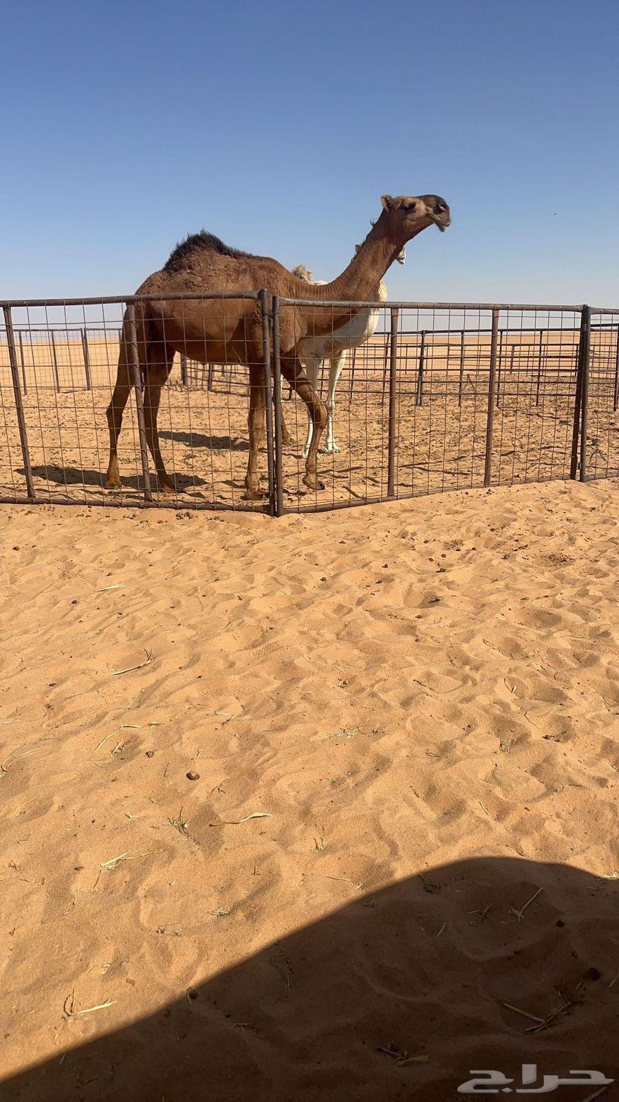 للبيع بكره حقه حمراء كفو جدا باتليه عظم طويله64618764609921113